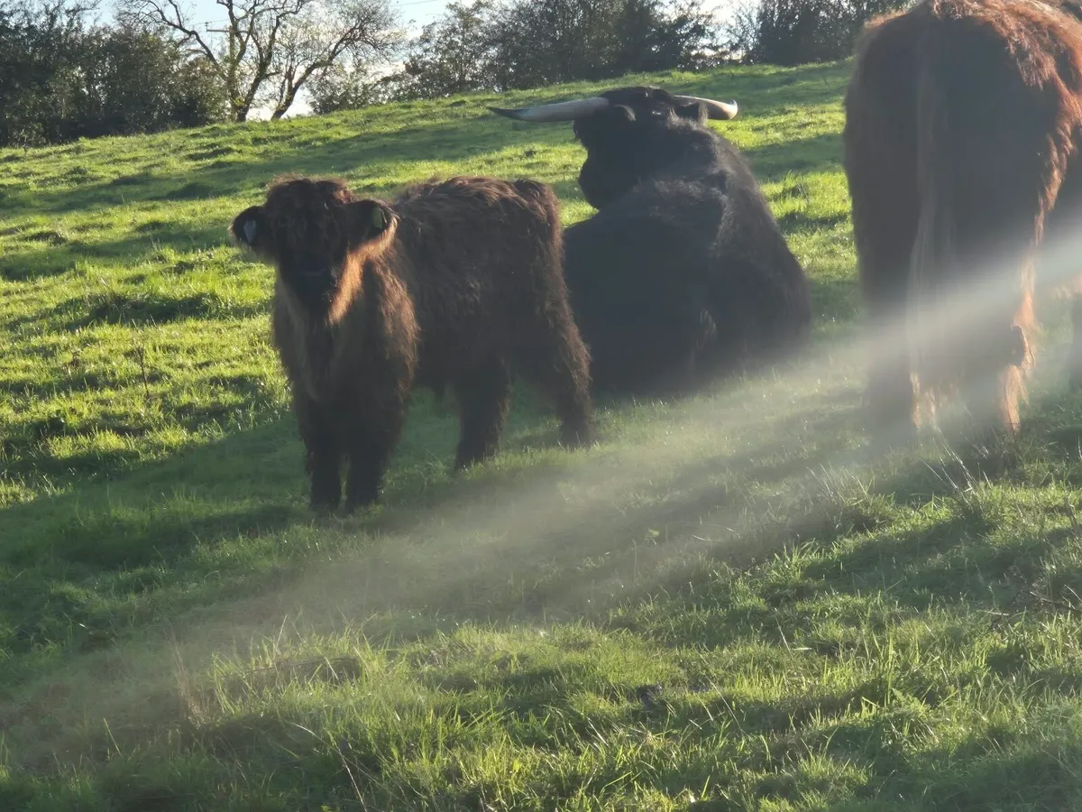 Highland Cow and Bull Calf - Image 2