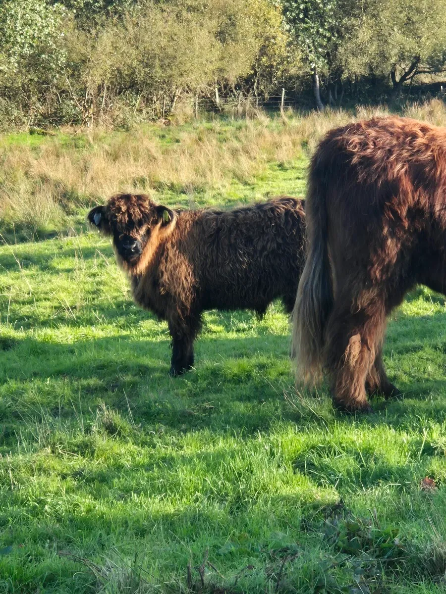 Highland Cow and Bull Calf - Image 3