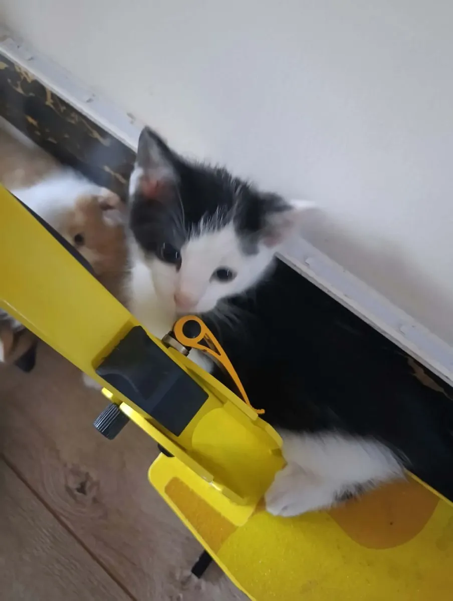Kittens - Image 2