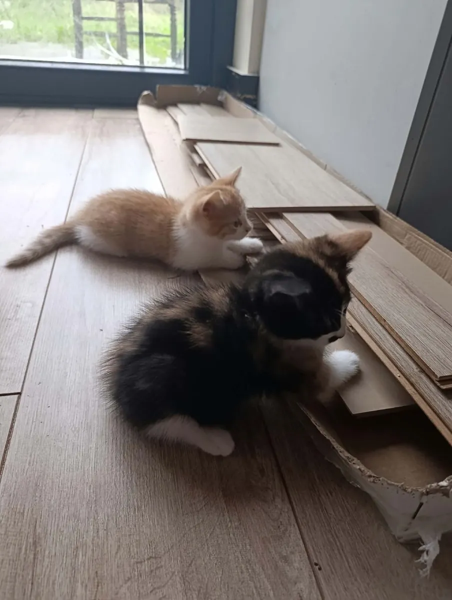 Kittens - Image 3