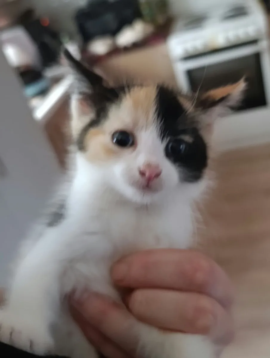 Kittens - Image 1