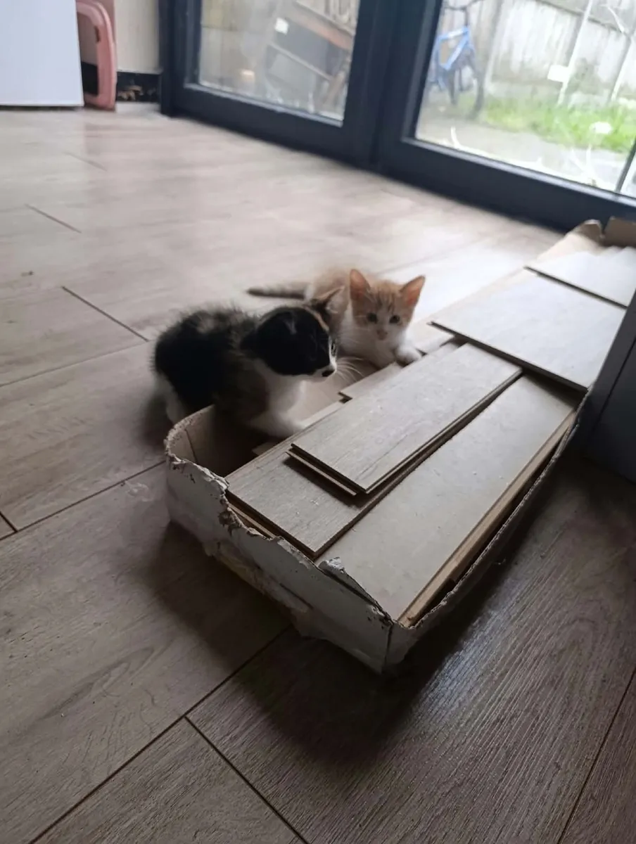 Kittens - Image 4