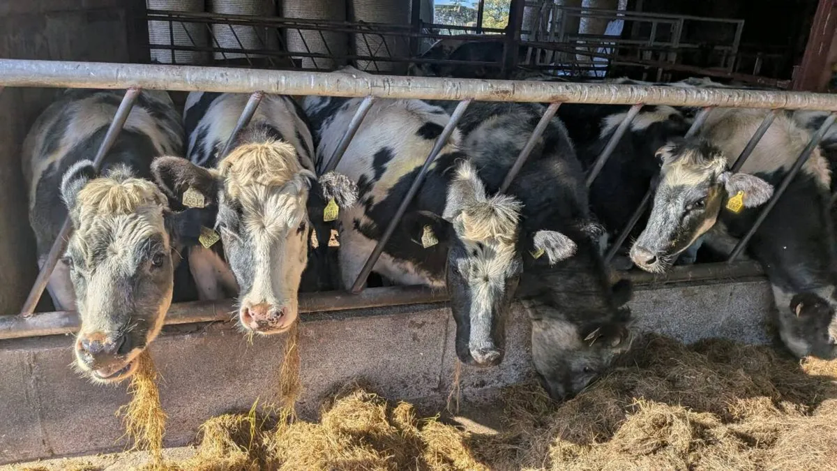 5 bbx heifers - Image 1