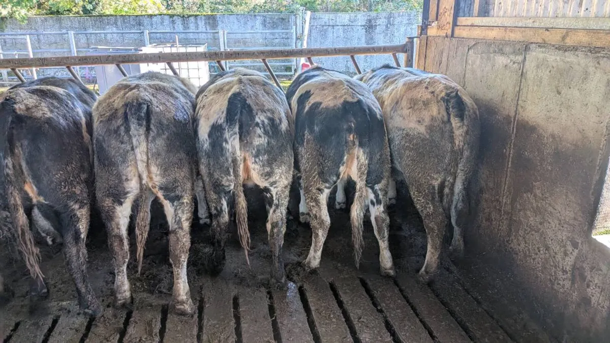 5 bbx heifers - Image 2