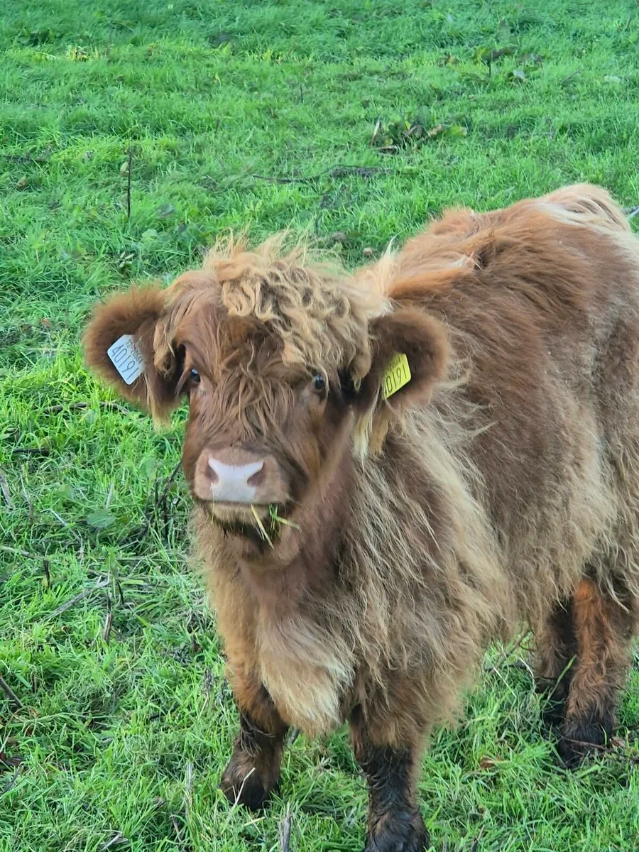 Highland Cow and Heifer Calf - Image 1