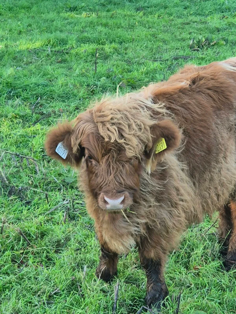 Highland Cow and Heifer Calf - Image 2