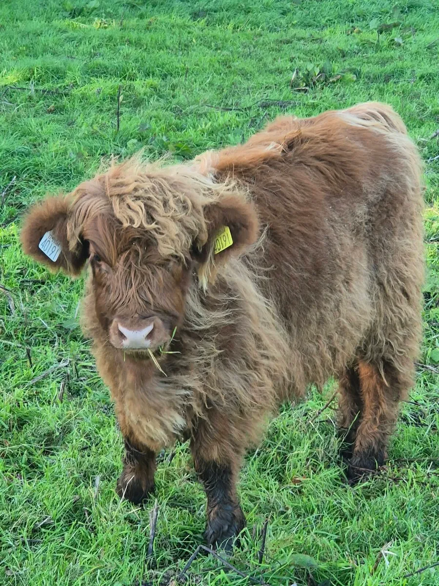 Highland Cow and Heifer Calf - Image 3