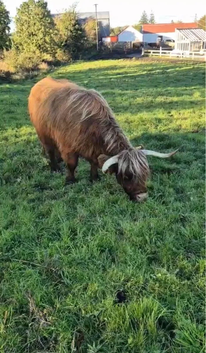 Highland Cow and Heifer Calf - Image 4