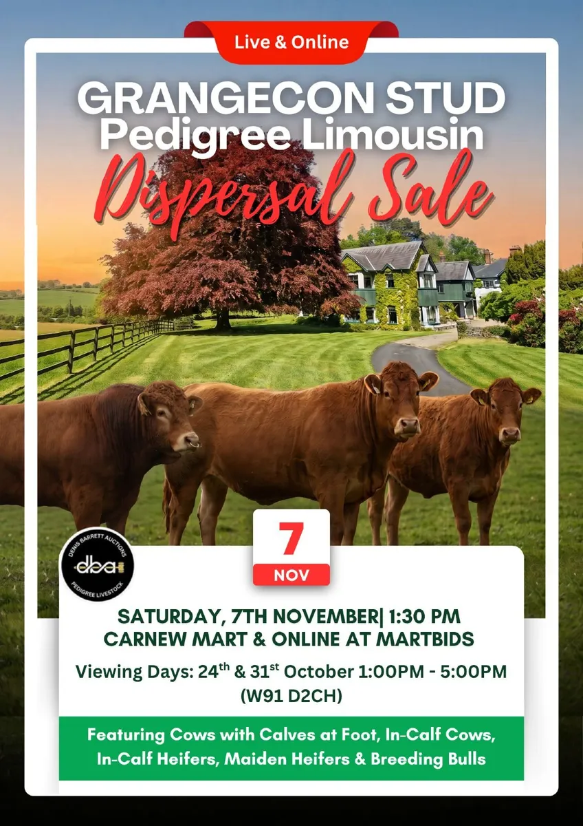 GRANGECON PEDIGREE LIMOUSIN DISPERSAL SALE - Image 1