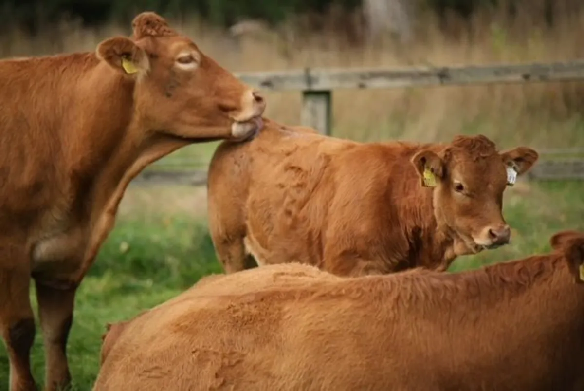 GRANGECON PEDIGREE LIMOUSIN DISPERSAL SALE - Image 3
