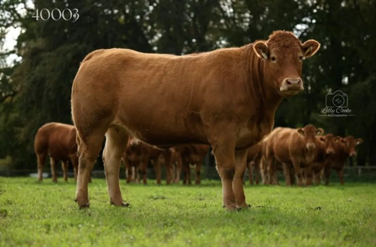 GRANGECON PEDIGREE LIMOUSIN DISPERSAL SALE - Image 2