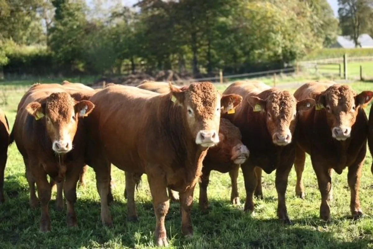 GRANGECON PEDIGREE LIMOUSIN DISPERSAL SALE - Image 4