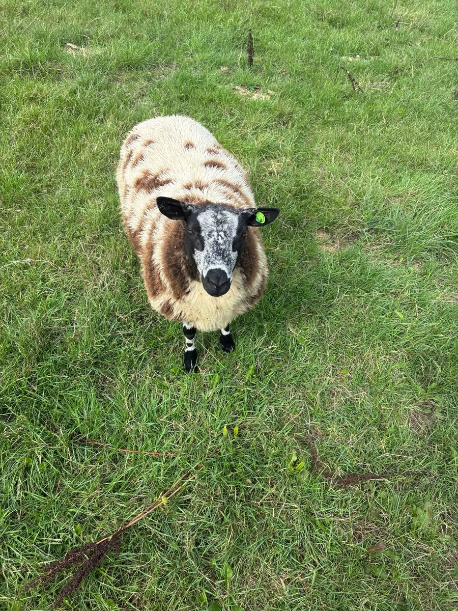 PBR Spotted dutch ewe lambs - Image 1