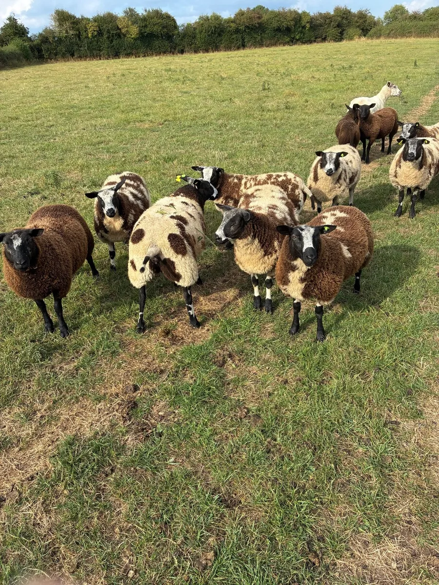 PBR Spotted dutch ewe lambs - Image 2