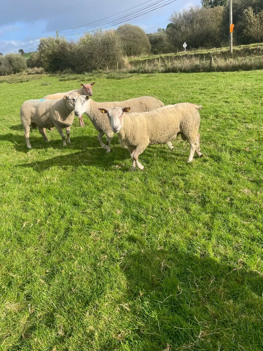 Hogget Rams - Image 1