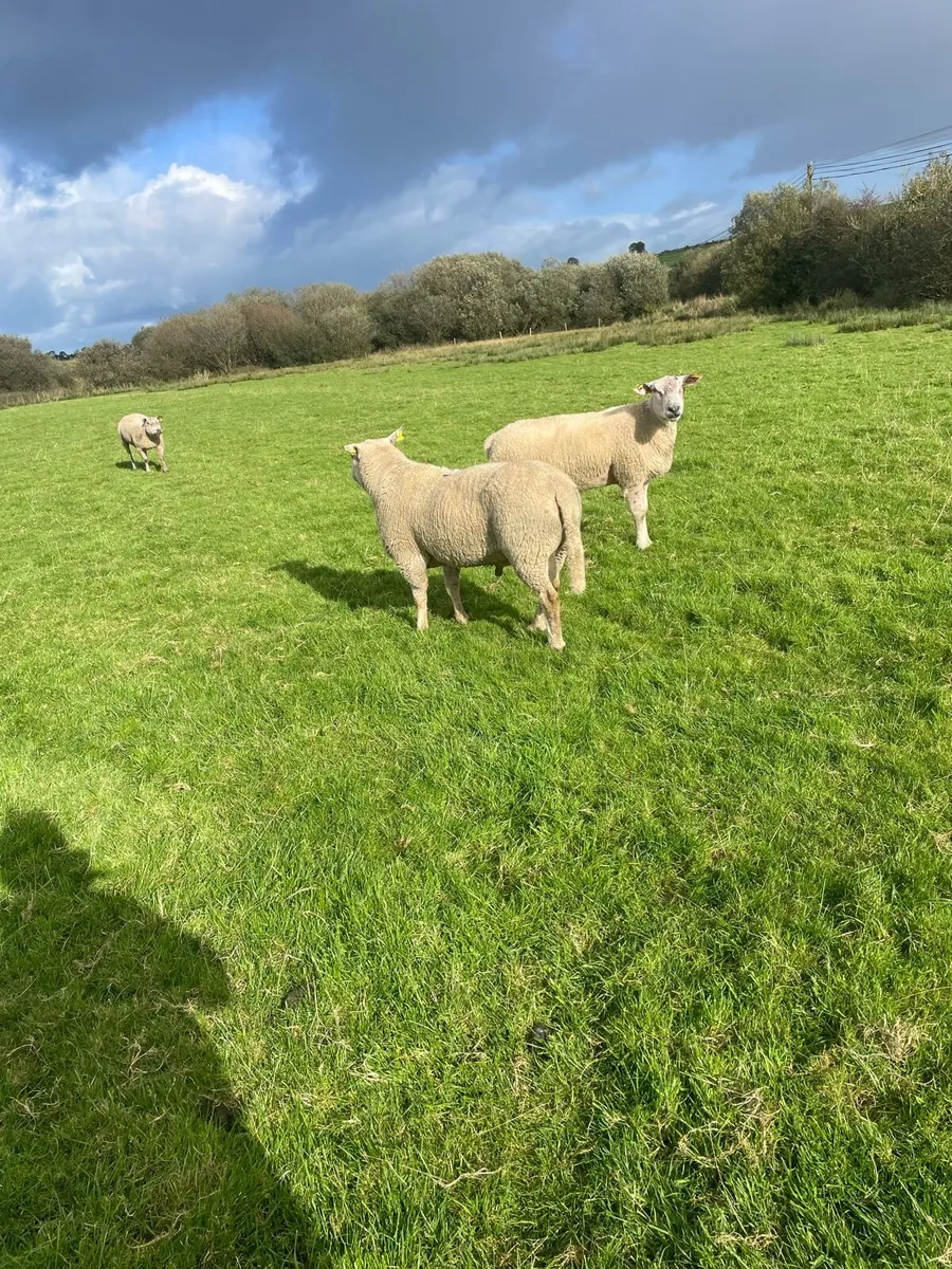 Hogget Rams - Image 2