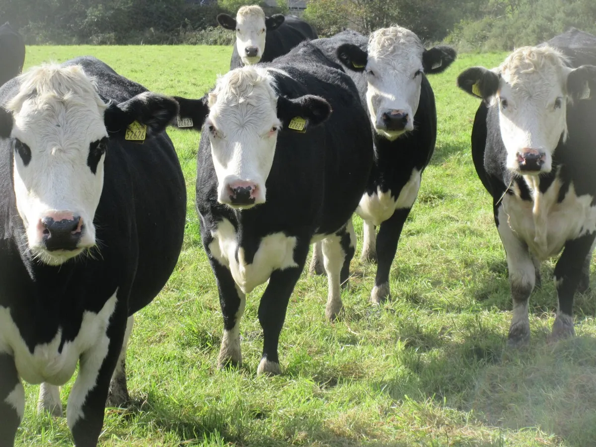 7 HEREFORD HEIFERS IN CALF LIMOUSIN - Image 2