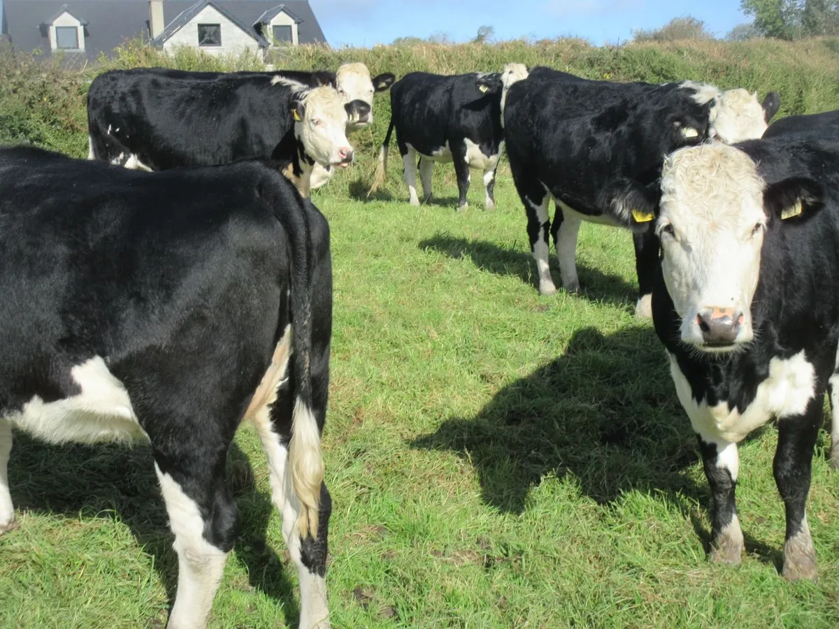 7 HEREFORD HEIFERS IN CALF LIMOUSIN - Image 1