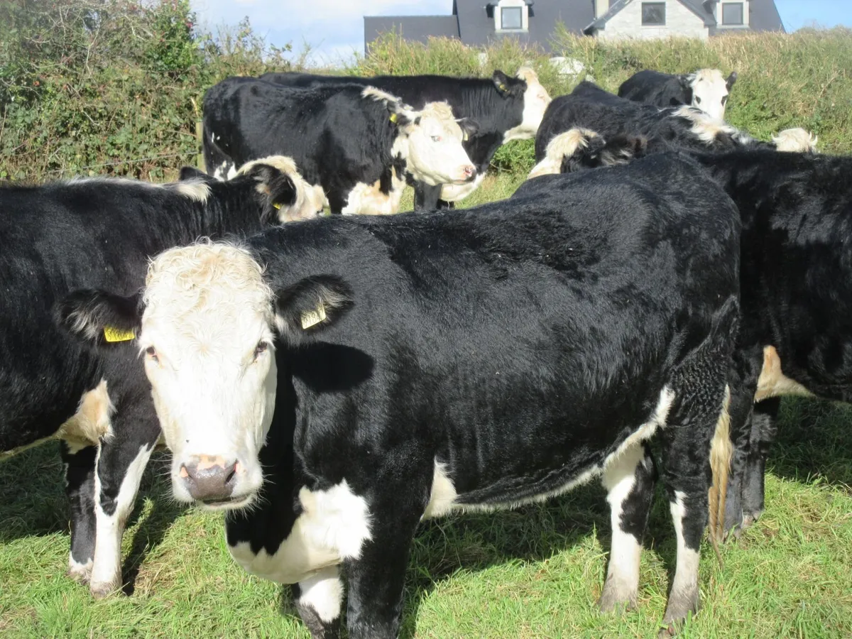 7 HEREFORD HEIFERS IN CALF LIMOUSIN - Image 3
