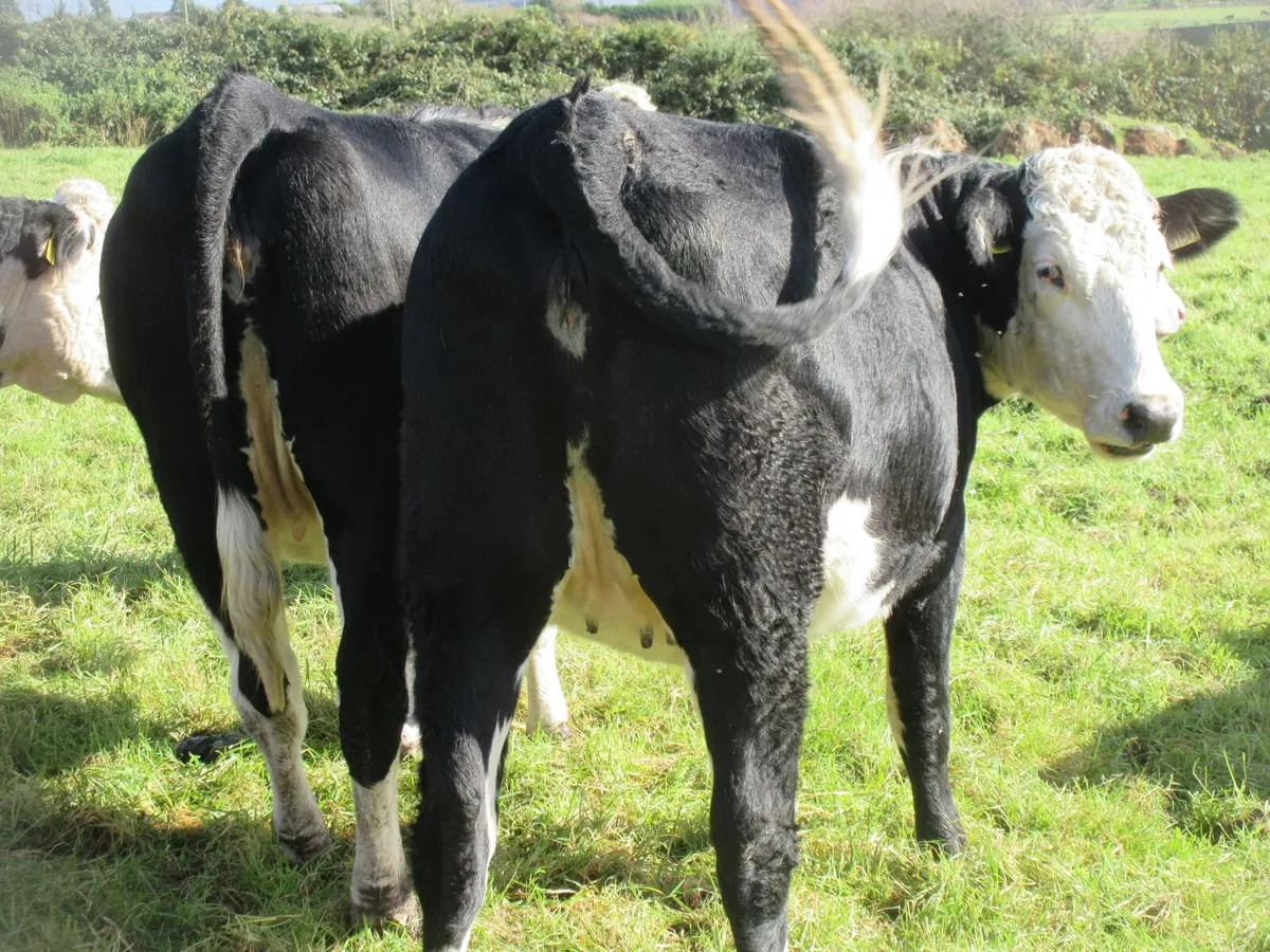7 HEREFORD HEIFERS IN CALF LIMOUSIN - Image 4