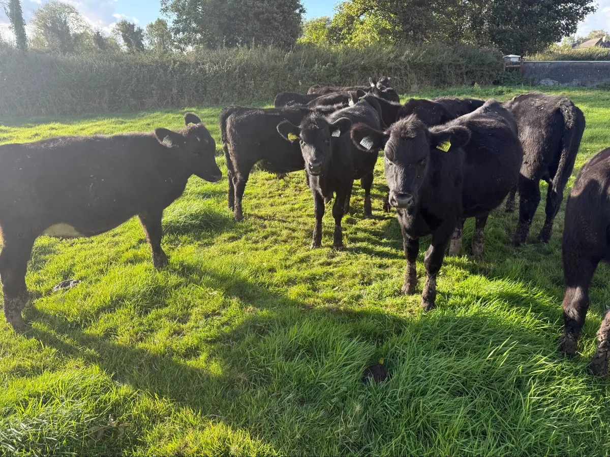 10 Smashing Angus Heifers For Sale - Image 2