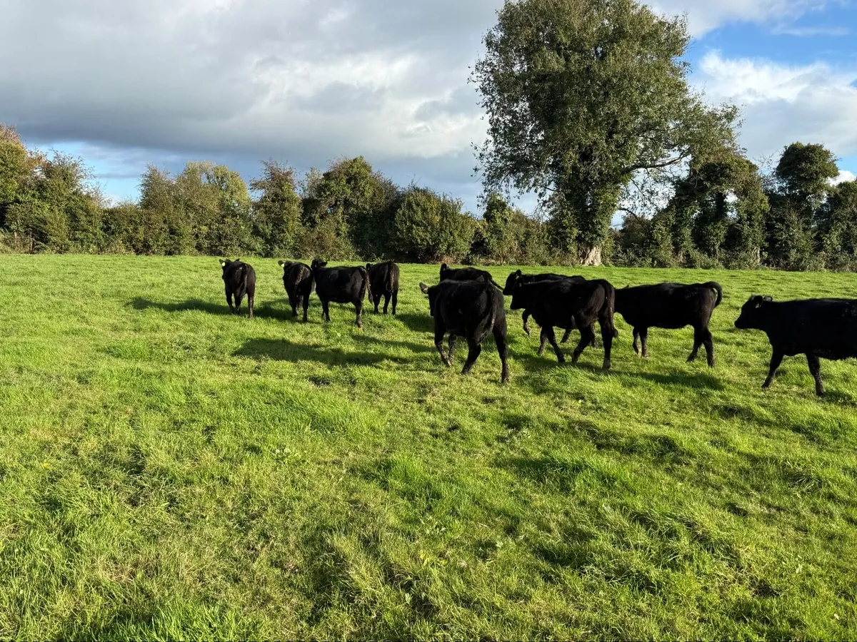 10 Smashing Angus Heifers For Sale - Image 1
