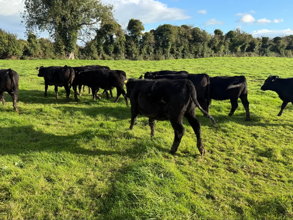 10 Smashing Angus Heifers For Sale - Image 3