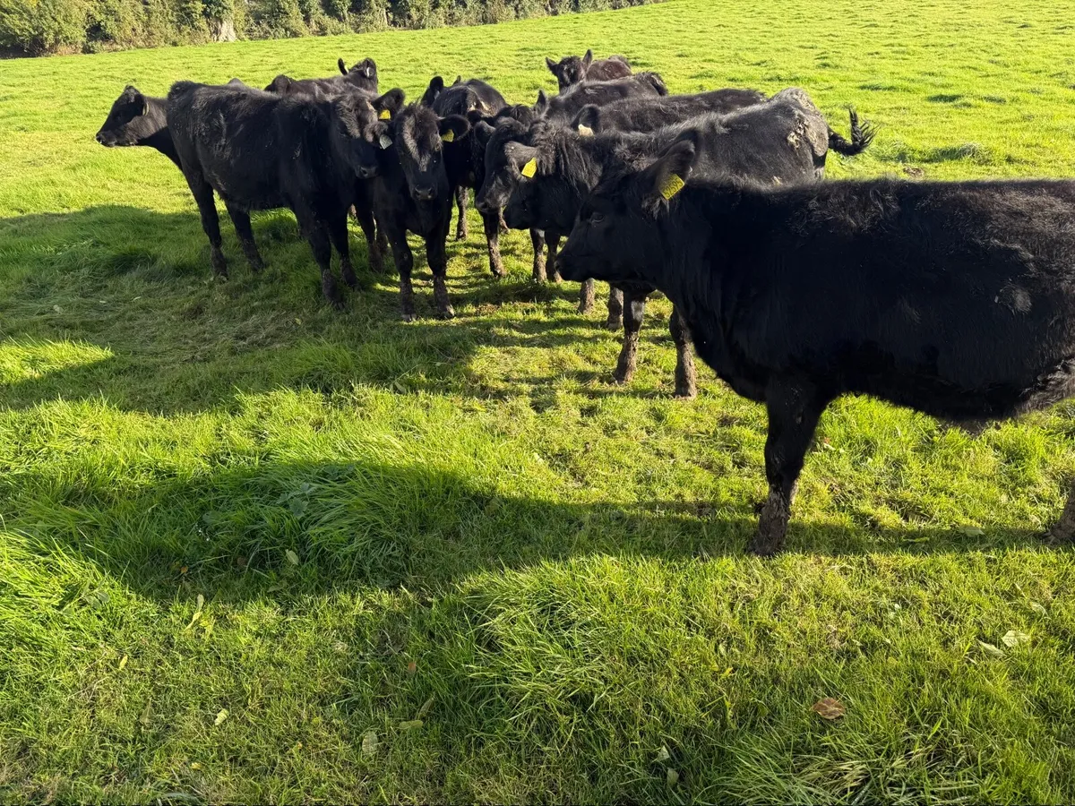 10 Smashing Angus Heifers For Sale - Image 4