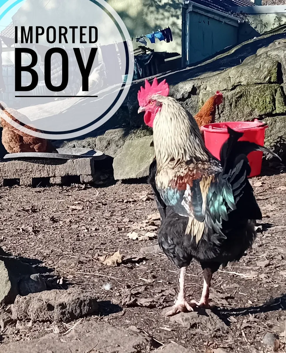 Hens and roosters - Image 4