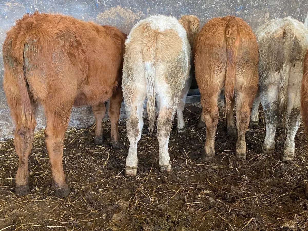 6 Super Heifer Weanlings - Image 2