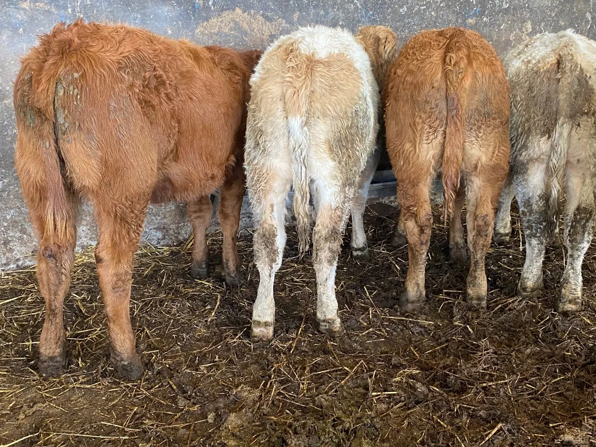 6 Super Heifer Weanlings - Image 1