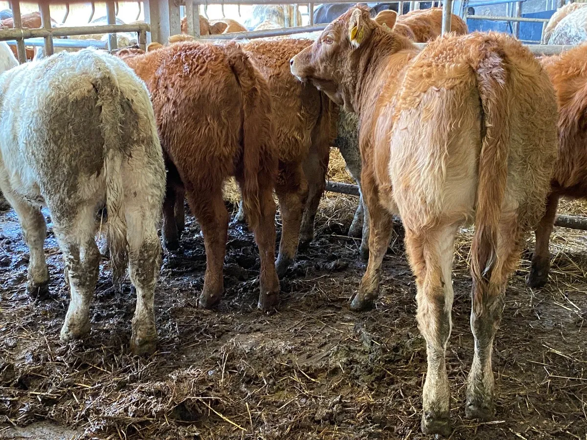 6 Super Heifer Weanlings - Image 4
