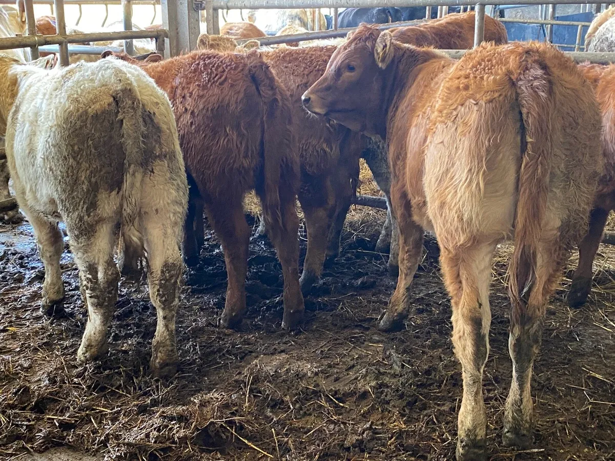 6 Super Heifer Weanlings - Image 3