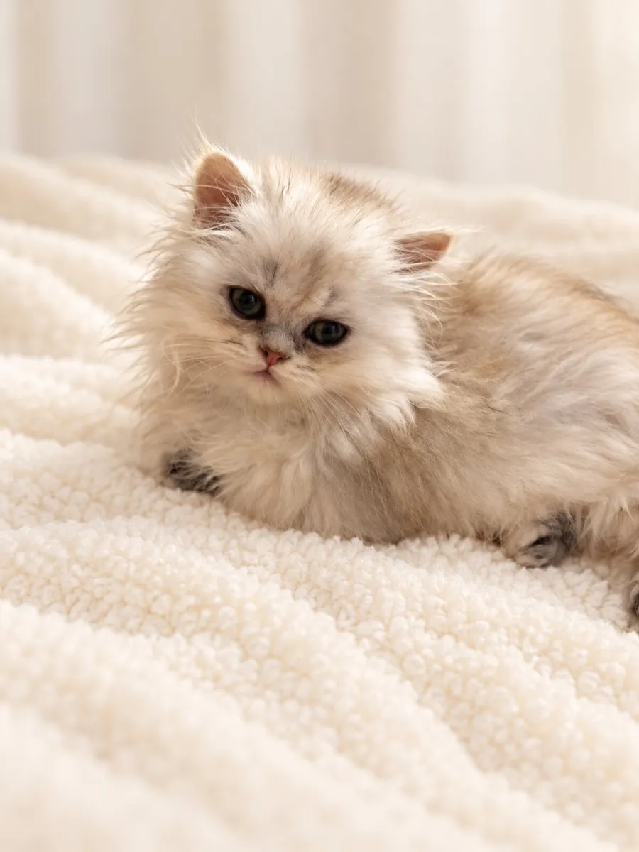 Purebred British longhair silver girl - Image 3