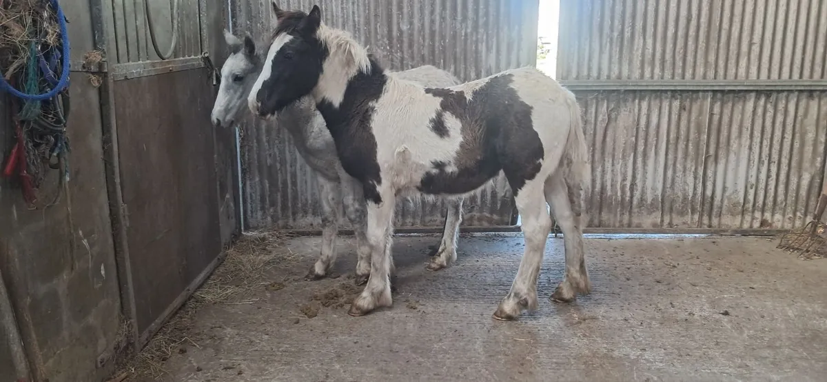 Foal - Image 1