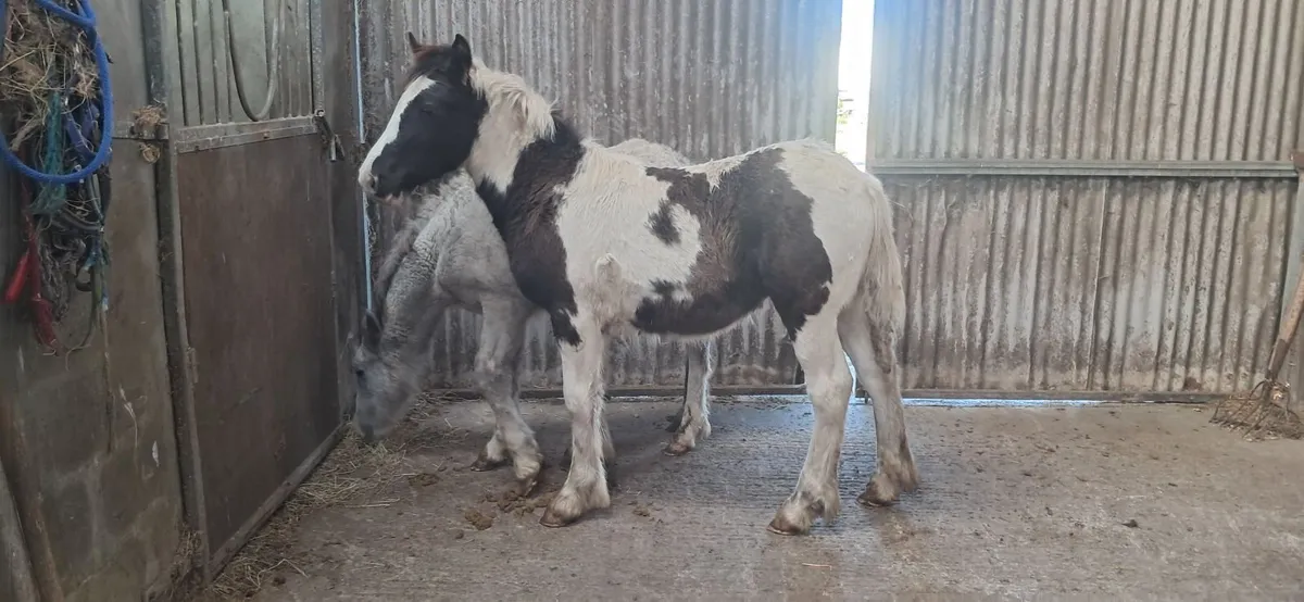Foal - Image 2