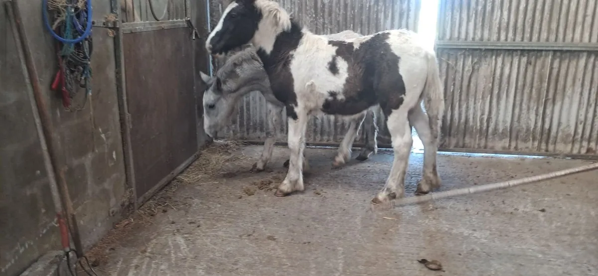Foal - Image 3