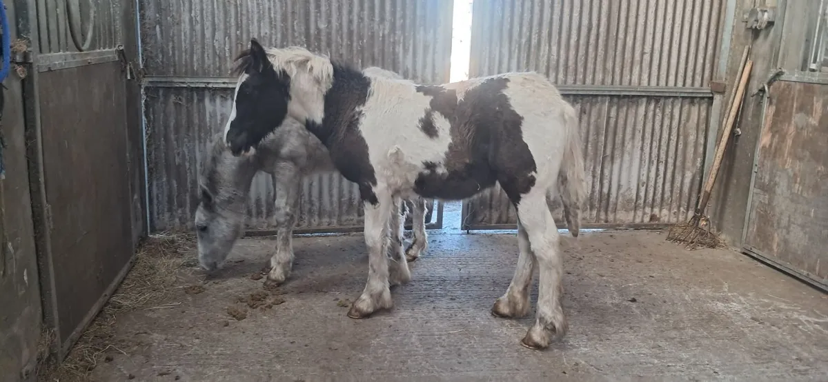 Foal - Image 4