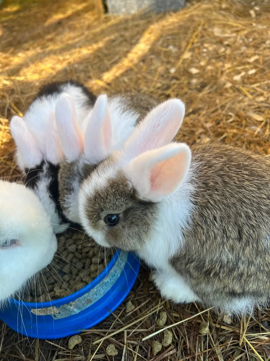 Bunny Rabbits - Image 1