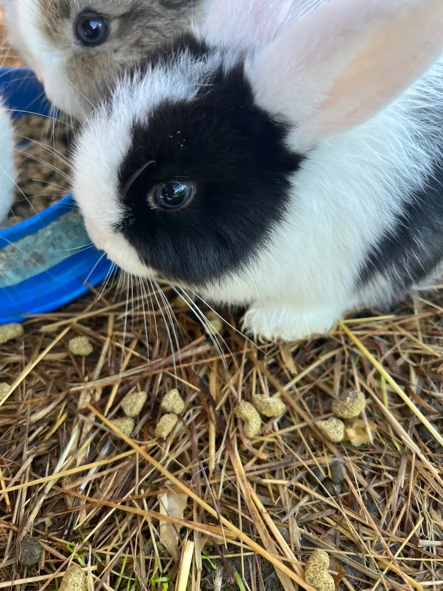 Bunny Rabbits - Image 4