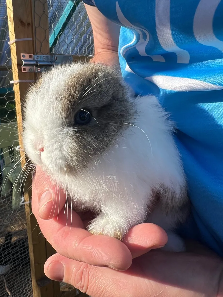 Bunny Rabbits - Image 3
