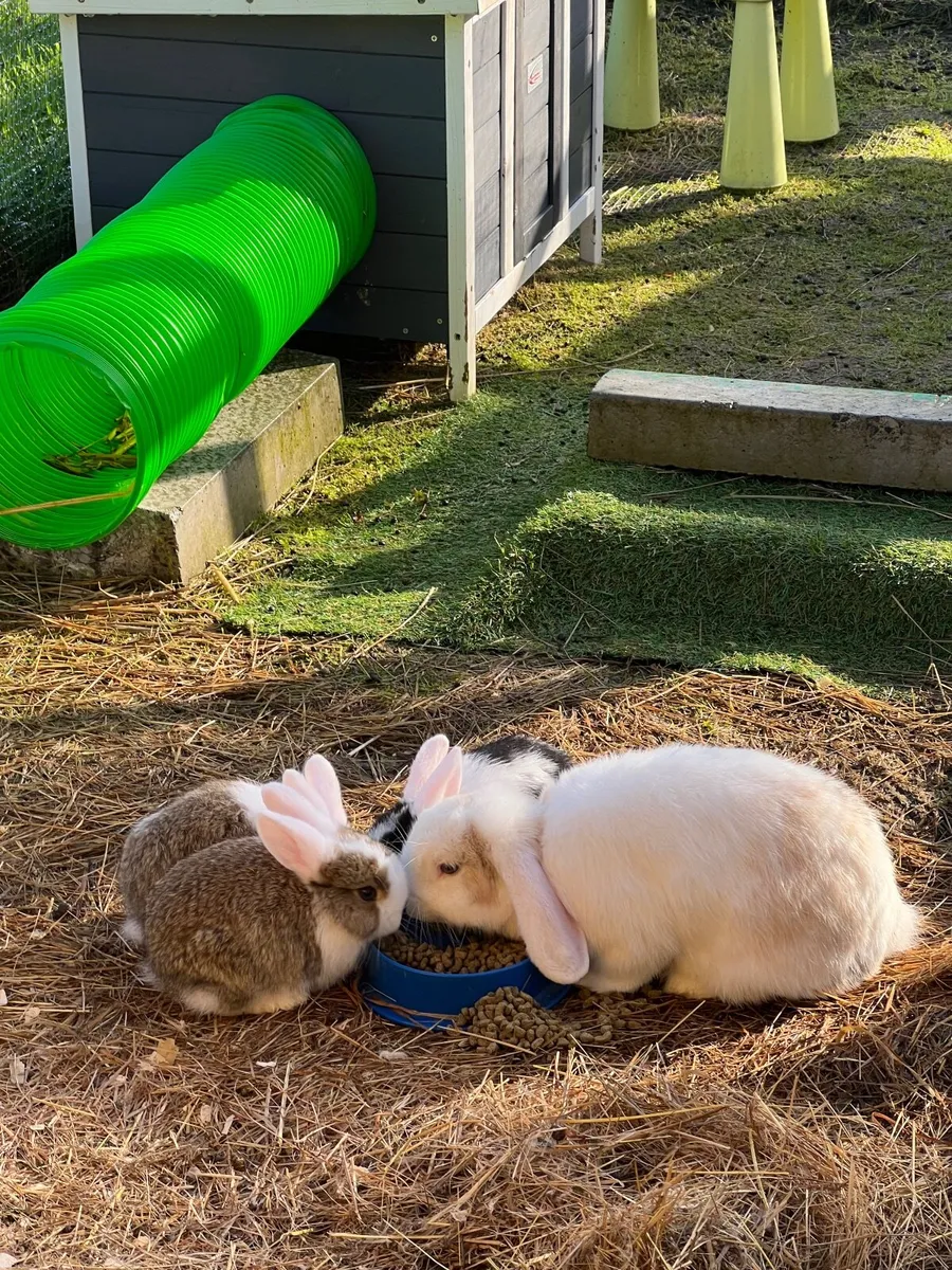 Bunny Rabbits - Image 2