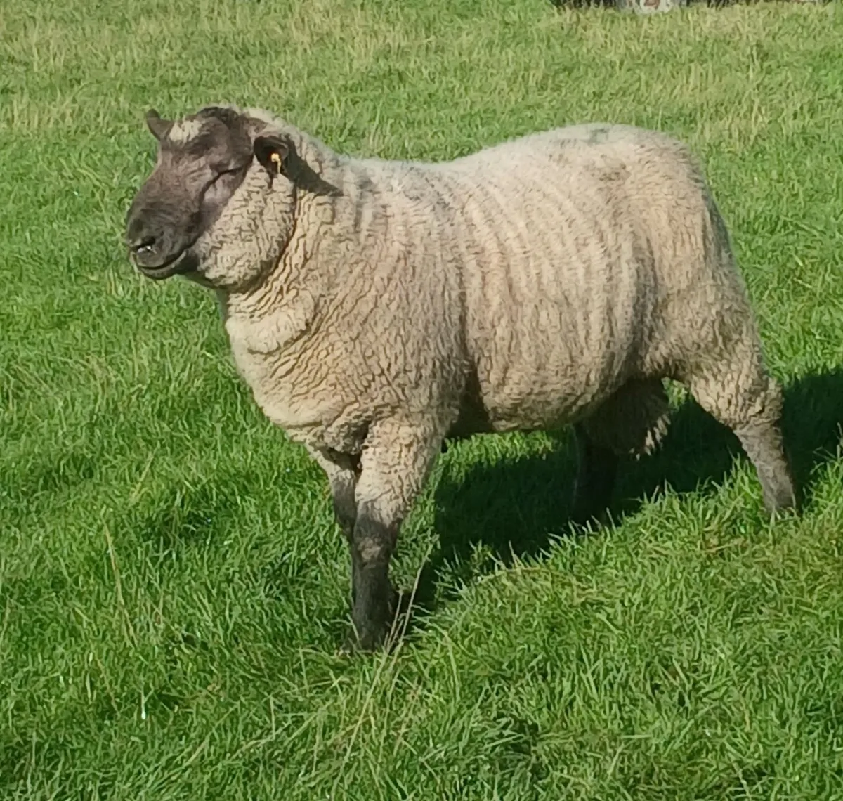 Cross bred hogget rams for sale - Image 1