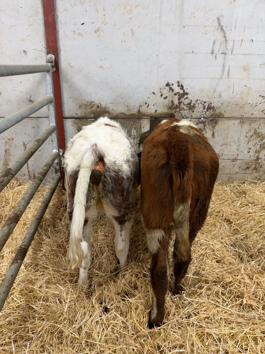 Roaned heifers - Image 2