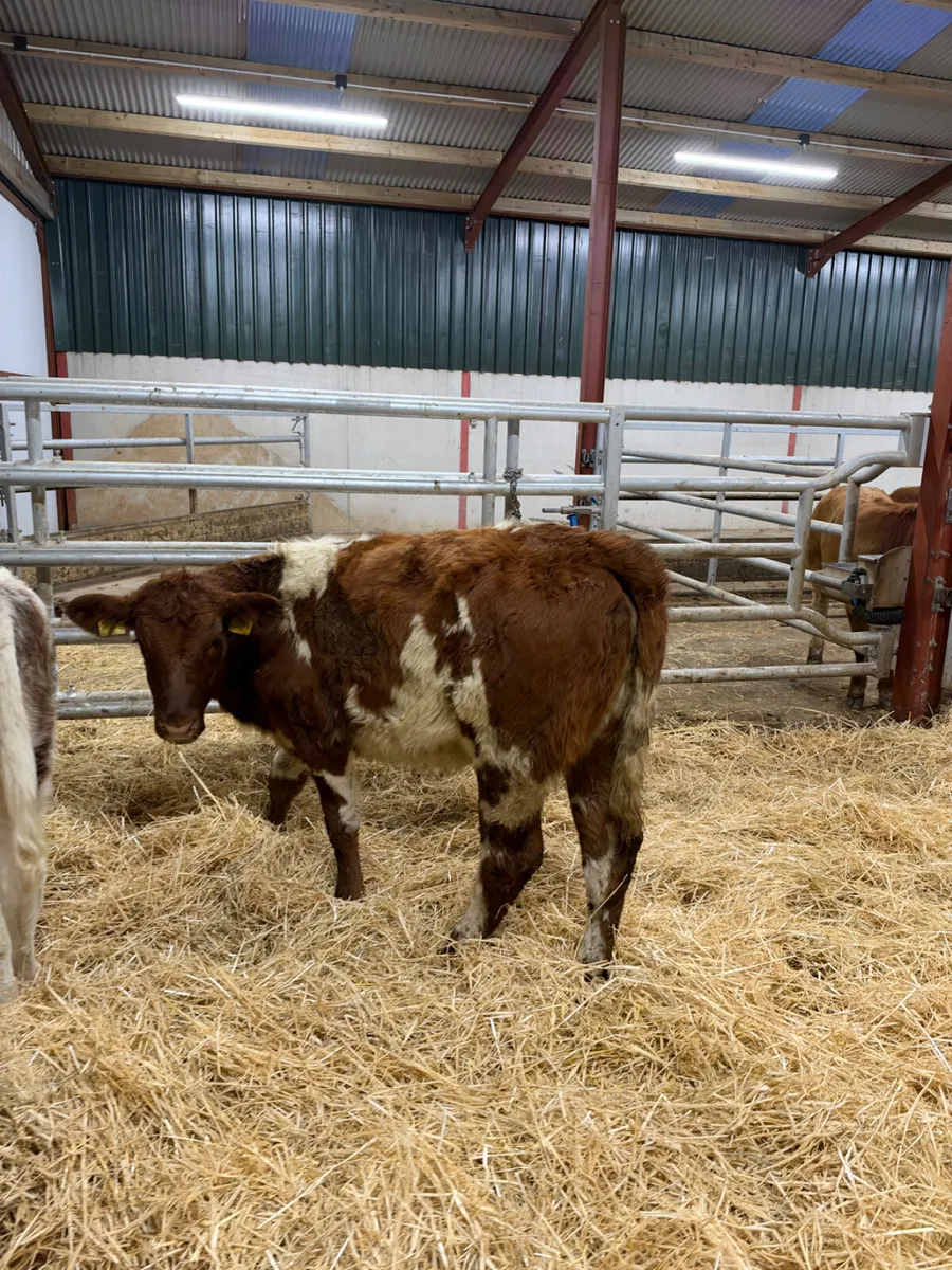 Roaned heifers - Image 4