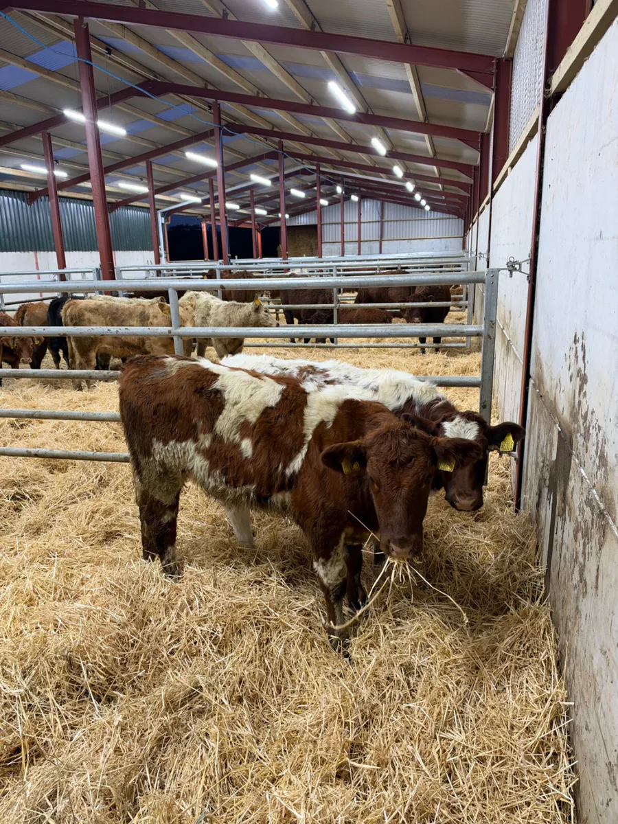 Roaned heifers - Image 1