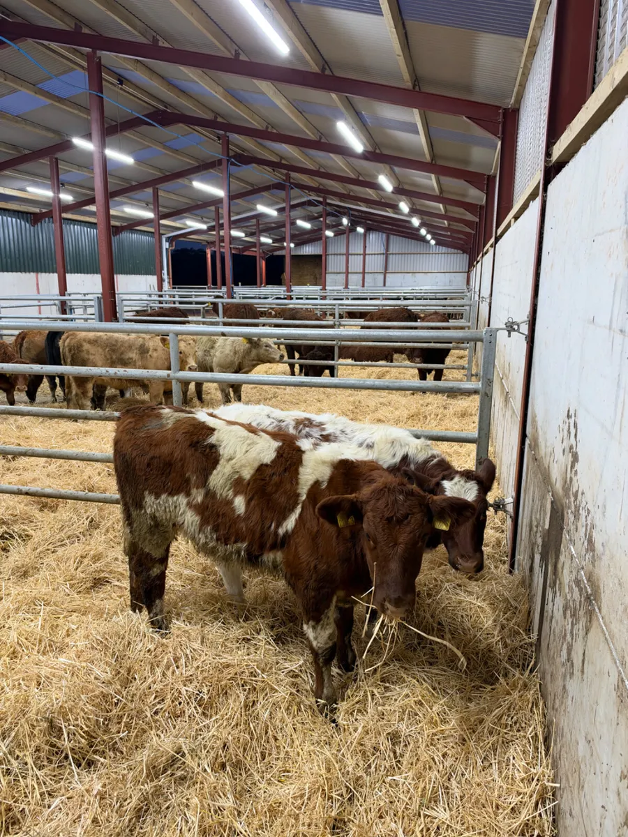 Roaned heifers - Image 3