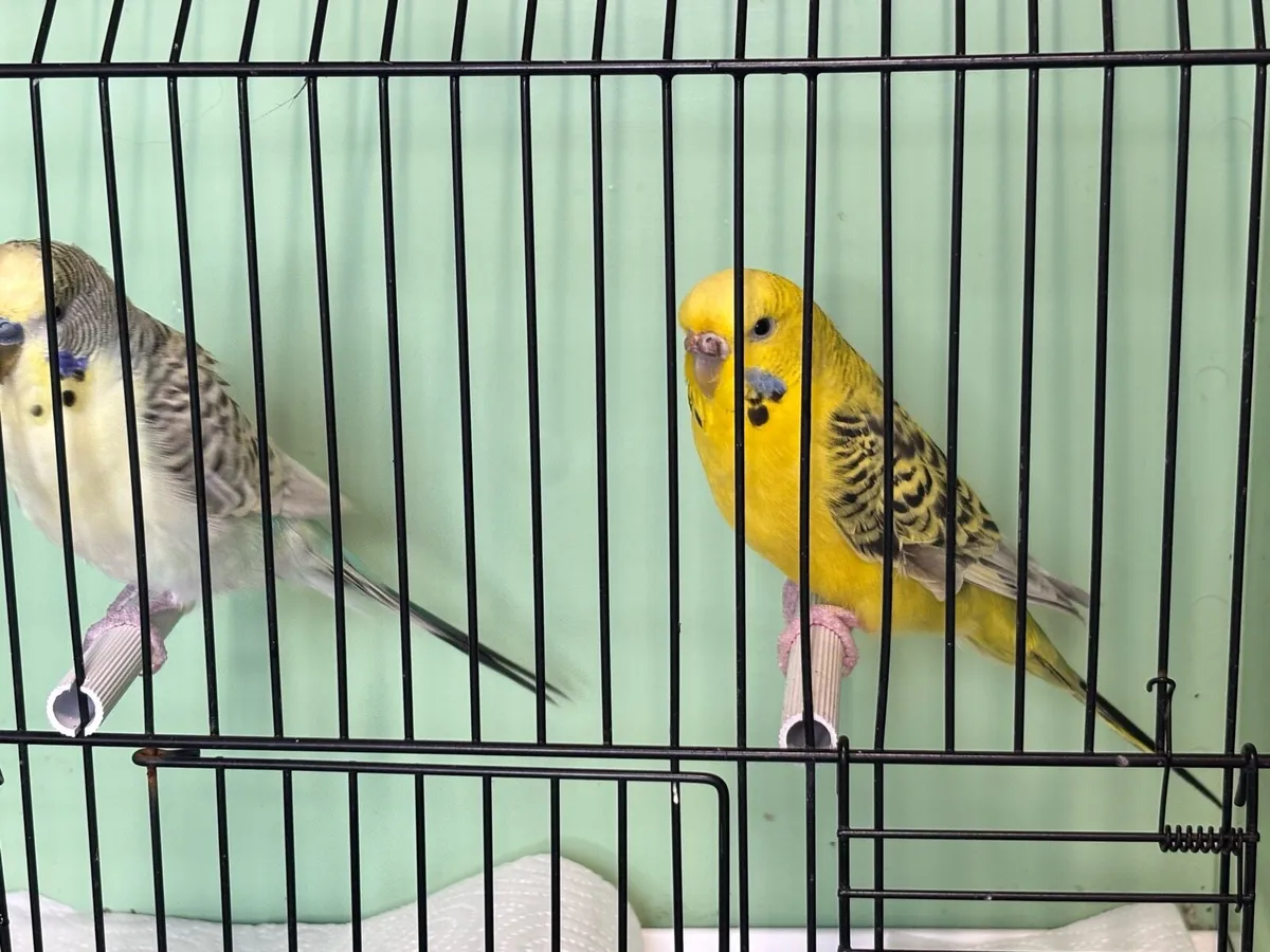 Texas Clear Body Budgies - Image 2