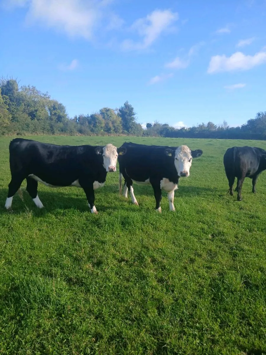 AA HEX Heifers - Image 1