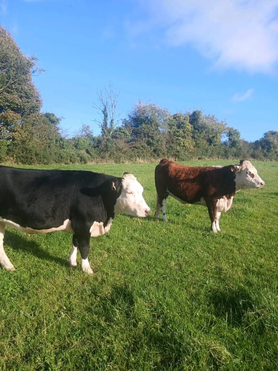 AA HEX Heifers - Image 2